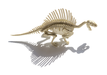 spinosaurus skeleton with shadow on a white backgroundの写真素材