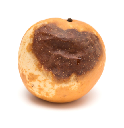 rotten pear on white backgroundの写真素材