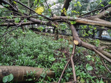 broken trees in a residential district after a strong storm went throughの写真素材