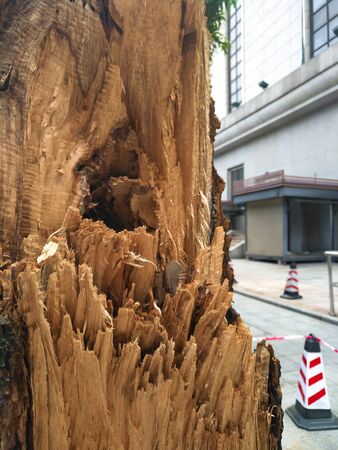 tree with damaged bark close up