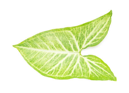 fresh green leaf on a white background