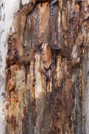 tree with damaged bark close up vertical composition