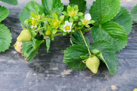 fresh green strawberries in fieldの写真素材