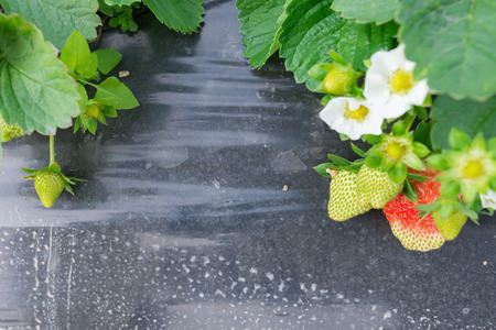 fresh strawberries in fieldの写真素材