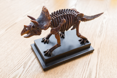 Triceratops skeleton on deskの写真素材