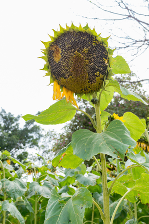 fading sunflower close upの写真素材