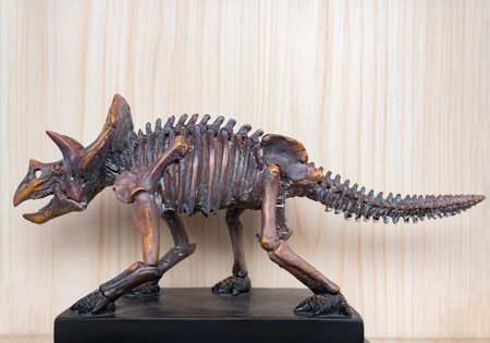 side view Triceratops skeletonの写真素材