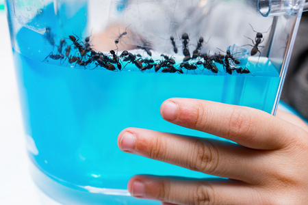 kid looking at a transparent container with antsの写真素材
