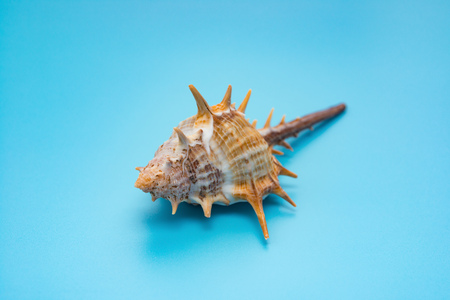 conch shell on a blue background