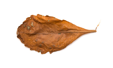 withered leaf on a white backgroundの写真素材