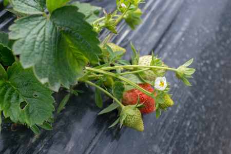 fresh strawberries on fieldの写真素材