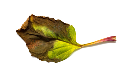 faded leaf on a white backgroundの写真素材