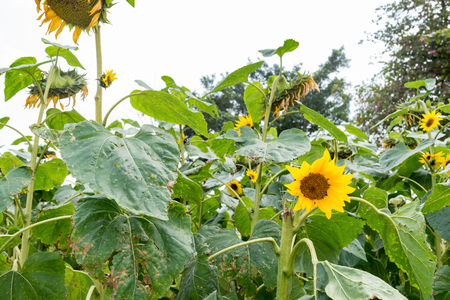 field of fading sunflowersの写真素材