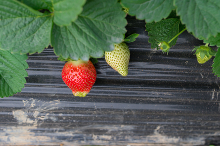 fresh strawberries on fieldの写真素材