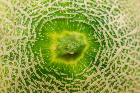 pattern of the top part of green hami melonの写真素材