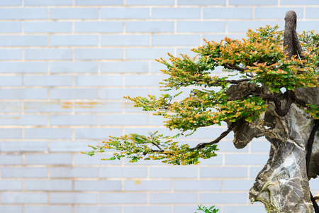 bonsai tree in flower potの写真素材
