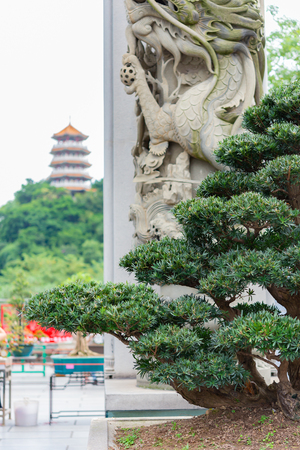 bonsai tree in flower pot with oriental backgroundの写真素材