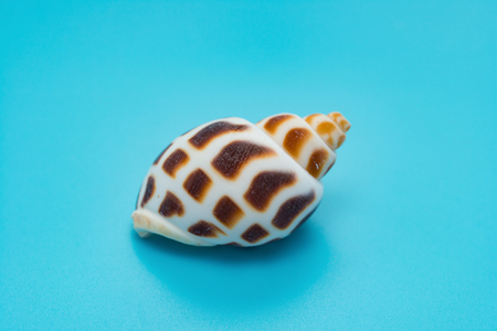 side veiw conch shell on a blue background