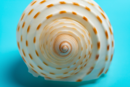 conch shell on a blue backgroundの写真素材
