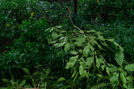 broken trees after a strong storm went throughの写真素材