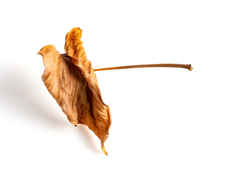 faded Anthura leaf on a white backgroundの写真素材