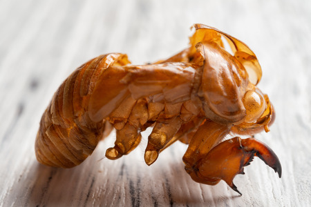 Chinese herb of Cicadae Periostracum or Cicada Slough close up