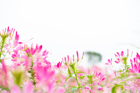 beautiful flowers in outdoor horizontal compositionの写真素材