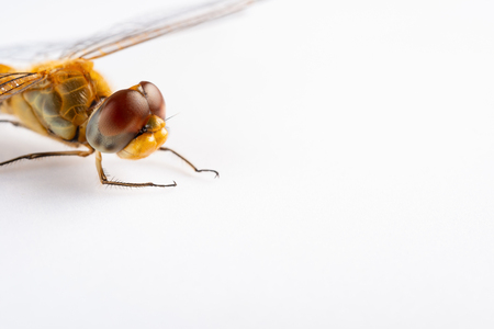 golden dragonfly close up on the headの写真素材