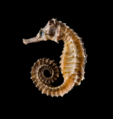 dry seahorse as Chinese medicine on blackの写真素材