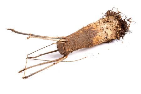 faded plant of Pachira macrocarpa on white backgroundの写真素材