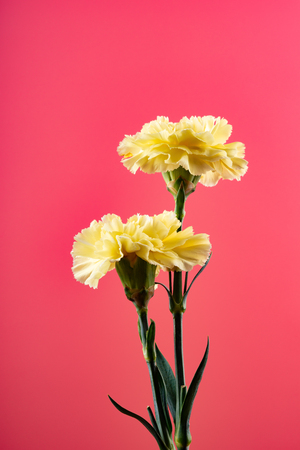 yellow carnations on pink backgroundの写真素材