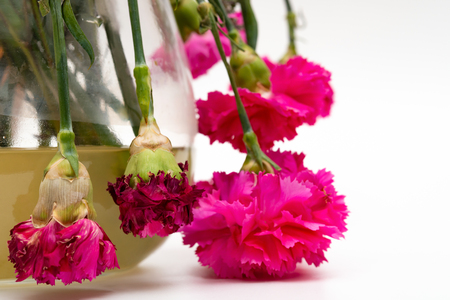 pot of withered carnations on white backgroundの写真素材