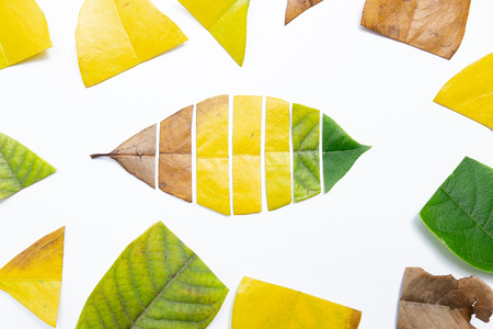 cutting out sections from different leaves to make up a leaf changing from faded to freshの写真素材