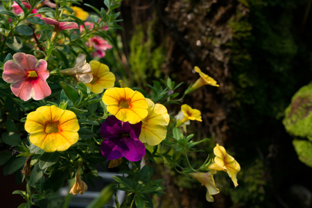 beautiful and colorful flowers on road sideの写真素材