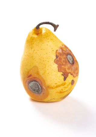 overripe pear on a white backgroundの写真素材