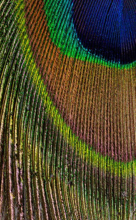 colorful feathered tail peacock close upの写真素材
