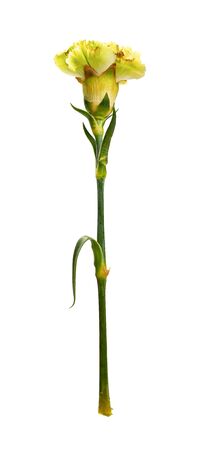 faded carnation on a white backgroundの写真素材