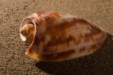 side veiw conch shell on sand