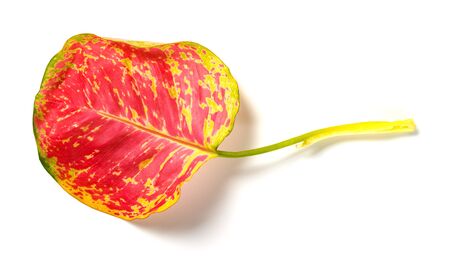 top of a red leaf on a white backgroundの写真素材