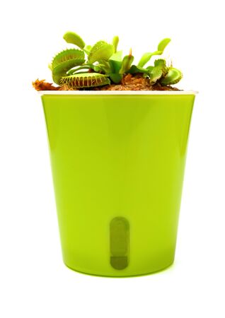 pot of dionaea muscipula plant on white backgroundの写真素材