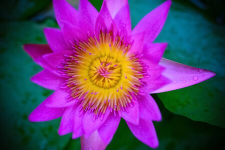 beautiful lilac and yellow water lily on the pondの写真素材