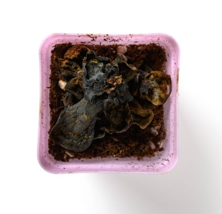 top view pot of faded succulent plant on white backgroundの写真素材