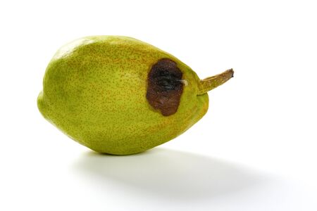 overripe green pear on a white backgroundの写真素材