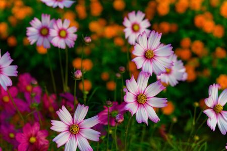 top view beautiful daisy or Cosmos bipinnata Cav in the fieldの写真素材