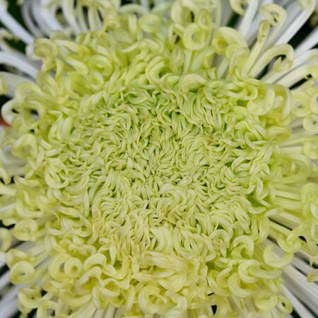 close up of a chrysanthemum flowerの写真素材