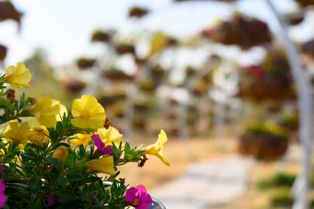 close up on flowers in a pathway in outdoorの写真素材