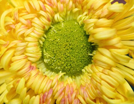 close up   of a yellow chrysanthemumの写真素材