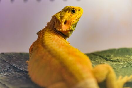 Pogona vitticeps looking at its backの写真素材