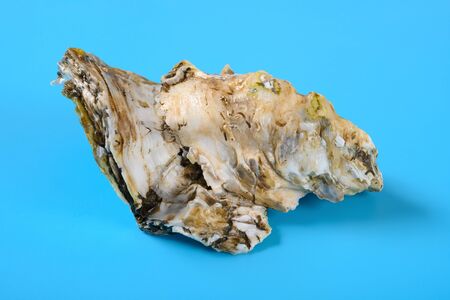 angle view oyster shell on blue background