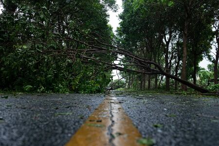 The tree fell on the road after a severe stormの写真素材